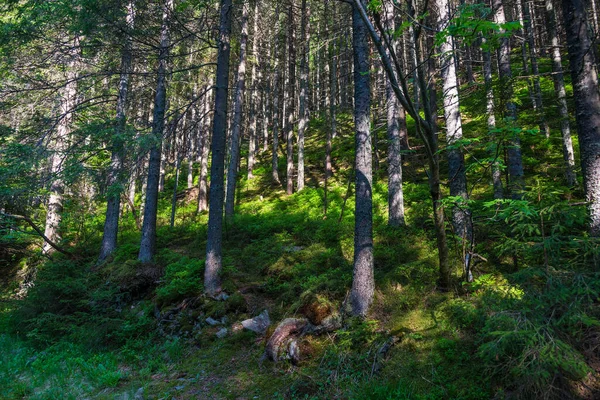 Floresta Redor Com Árvores Coníferas Conceito Turismo — Fotografia de Stock