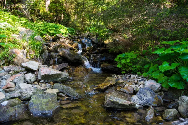 Carpathian Forest Small Mountain River Carpathians — Fotografia de Stock