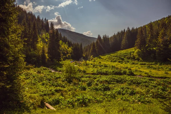 Varias Tiendas Turísticas Bosque Pinos Verdes Otoño Por Mañana Otoño — Foto de Stock