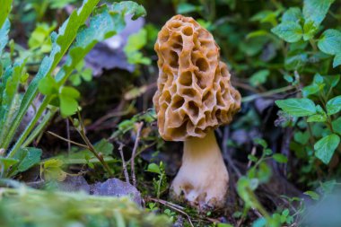 Yenilebilir mantarlar. Genel morel mantarı (Morchella esculenta). Bahar yenilebilir mantar.