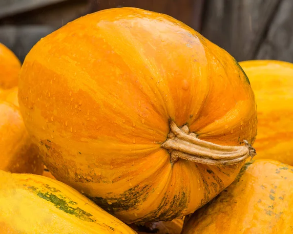 Zucche Arancioni Mercato Agricolo Aperto Zucche Decorative Arredamento Halloween Raccolta — Foto Stock
