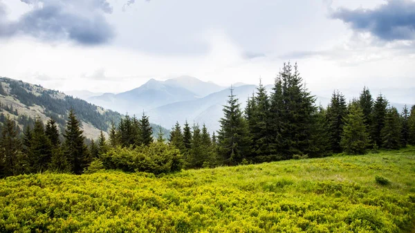 Гірський Ліс Гірський Ландшафт Карпат Влітку — стокове фото