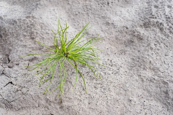 New pine sprout rises. Recovery after massive crysis. Rebirth of nature after the fire. Forest regeneration of land. Climate change and forest ecosystem recovering. Human impact on nature concept