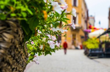 Polonya 'nın Lublin kentindeki soluk pembe surfinya sepetleri ve çiçek açan petunya çiçekleri.