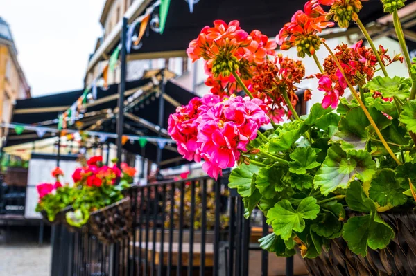 Цветы Красного Розового Герани Улице Старого Города Люблин Польша — стоковое фото