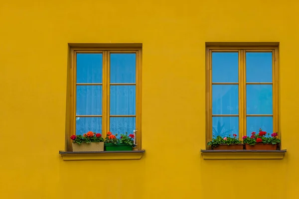 Inflorescence of red geranium flowers in the pot on the windows. Lublin old town, Poland