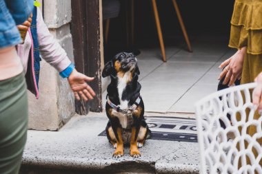 Kafenin girişindeki merdivenlerde sevimli bir köpek var, Liblin 'in eski kasabası.