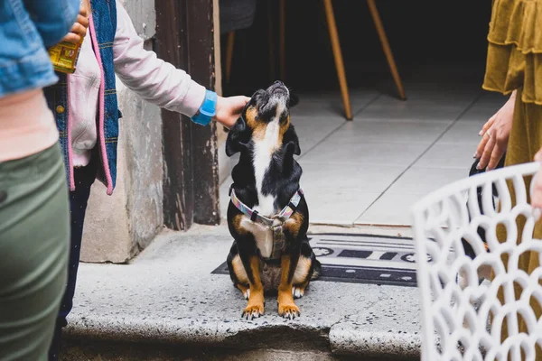 Cão Bonito Nos Degraus Entrada Café Liblin Cidade Velha — Fotografia de Stock