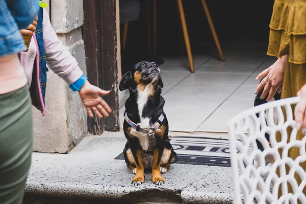 Cão Bonito Nos Degraus Entrada Café Liblin Cidade Velha — Fotografia de Stock