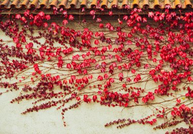 Sonbahar zamanı sarmaşıklarla dolu eski bir ev. Polonya 'da pençe