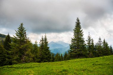Resimli dağ manzarası. Karpat Dağları. Turizm konsepti