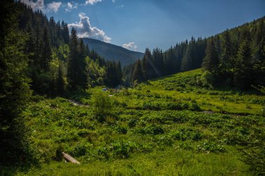 Sonbaharda yeşil bir çam ormanında birkaç turist çadırı. Sonbahar hafta sonu çadırlar ile orman yürüyüşü. Çam ormanının altında kamp ve çadırlar. Turizm konsepti