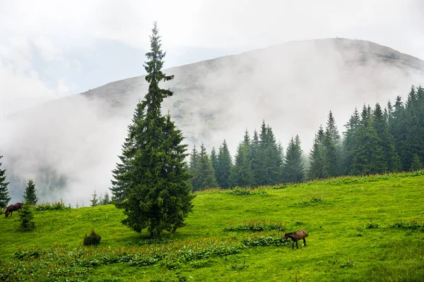 Malebná Horská Krajina Karpatské Hory Koncept Cestovního Ruchu — Stock fotografie