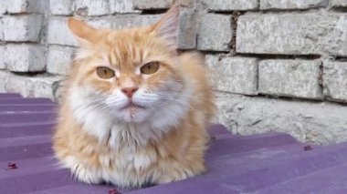 Evsiz kırmızı kedi çatıdaki sokakta.
