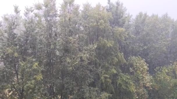Kraftiga Höstregn Droppar Gröna Träd Parken Ovanifrån — Stockvideo