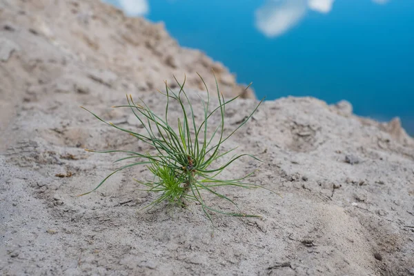 New pine sprout rises. Recovery after massive crysis. Rebirth of nature after the fire. Forest regeneration of land. Climate change and forest ecosystem recovering. Human impact on nature concept