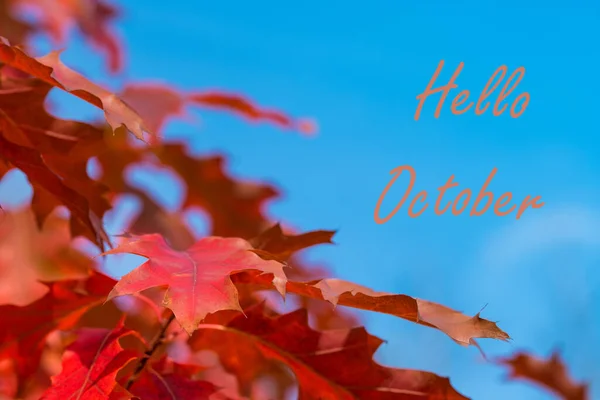 Hello October. Red leaves of Northern red oak (Quercus rubra) in the autumn. Red oak fall foliage against blue sky. Fall concept