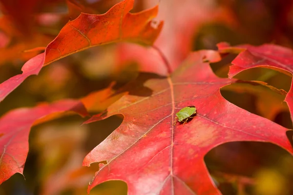 赤いオークの葉の上に座っている成虫の緑の盾虫 Palomena Prasina Pentatomidae の閉鎖 — ストック写真
