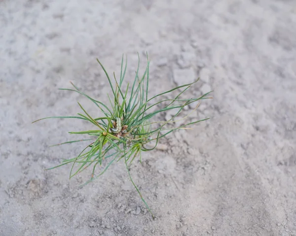 Chenille Sur Nouveau Germe Pin Ascendant Les Insectes Peuvent Endommager — Photo