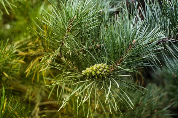 Young Cones Fir Branches Summertime Selective Focus Copy Space — Stock Photo, Image