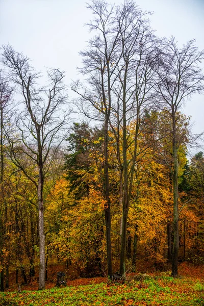 Otoño Oro Los Bosques Eslovaquia — Foto de Stock