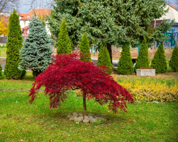 Acer Palmatum Dissectum Attropurpureum Drzewo Palmatowe Acer Czerwonymi Liśćmi Parku — Zdjęcie stockowe