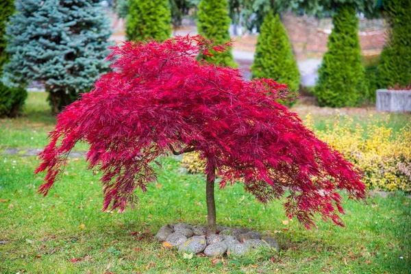 Acer palmatum 'Disectum Attropurpureum'. Sonbahar zamanı parkta kırmızı yapraklı Acer palmatum ağacı