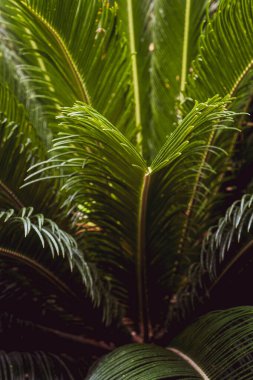 Sago palmiye yaprakları (Cycas revoluta). Yeşil desen, soyut tropikal arkaplan