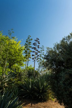 Sitges, Katalonya, İspanya 'daki Ağaç Ağacı