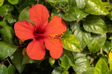 Amfibik çiçeğinin parlak kırmızı çiçeği yeşil yaprakların arka planına karşıdır. Çin amblemi gülü