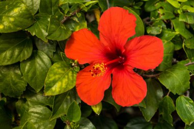 Amfibik çiçeğinin parlak kırmızı çiçeği yeşil yaprakların arka planına karşıdır. Çin amblemi gülü