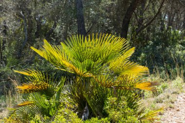 Yeşil palmiye, seçici odak, orman geçmişi