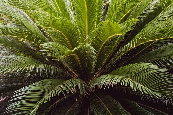 Sago Palmiye Yaprakları Cycas Revoluta Yeşil Desen Soyut Tropikal Arkaplan — Stok fotoğraf