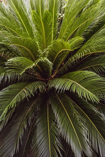 Sago Folhas Palmeira Cycas Revoluta Padrão Verde Fundo Tropical Abstrato — Fotografia de Stock