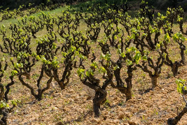 Oude Stammen Jonge Groene Scheuten Van Wijndruiven Planten Rijen Wijngaard — Stockfoto