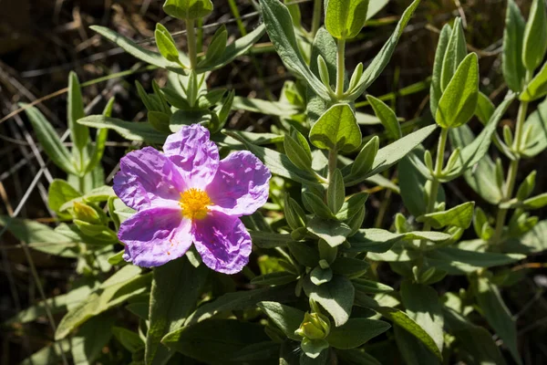 Flor Cistus Albidus Cistus Albidus Pequeño Arbusto Mediterráneo Siempreverde Con — Foto de Stock