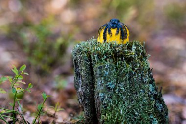 Ormandaki kütüğün üzerindeki örümcek. Bayram dekorasyonu. Tatiller, dekorasyon ve parti konsepti
