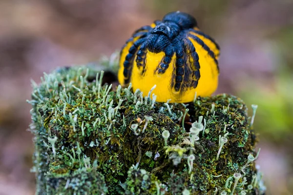Αράχνη Στο Κούτσουρο Στο Δάσος Γιορτή Διακόσμηση Χάλογουιν Διακοπές Διακόσμηση — Φωτογραφία Αρχείου