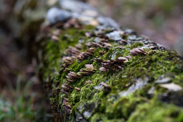Piękne Zbliżenie Grupy Grzybów Rosnących Pniu Drzewa Zielonym Mchem Moss — Zdjęcie stockowe