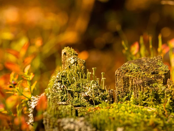 Cladonia Fimbriata Trumpet Cup Lichen Plant Forest Lichen Autumn Forest — Stock Photo, Image