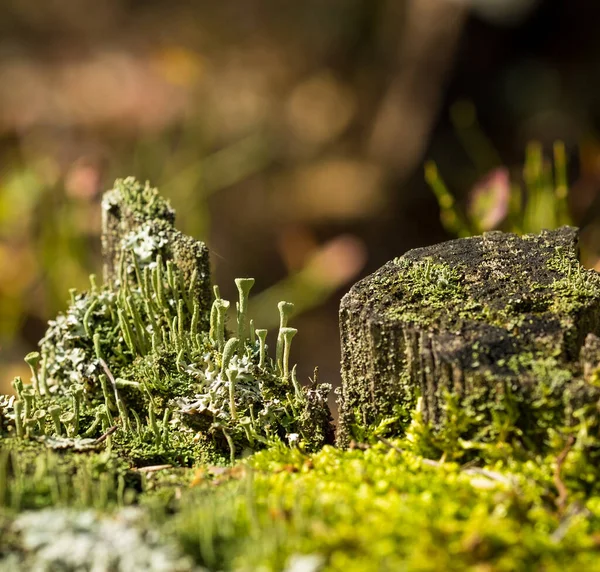 Cladonia Fimbriata Lichen Coupe Trompette Plante Lichen Forestier Dans Forêt — Photo