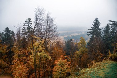 Slovakya'nın ormanlarda altın sonbahar