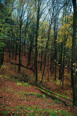 Slovakya'nın ormanlarda altın sonbahar