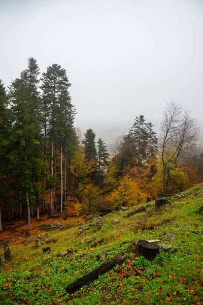 Outono Dourado Nas Florestas Eslováquia — Fotografia de Stock