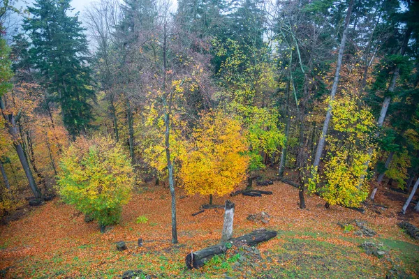 斯洛伐克森林中的金色秋天 — 图库照片