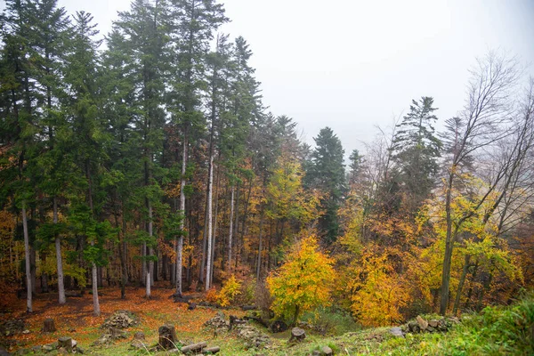 斯洛伐克森林中的金色秋天 — 图库照片