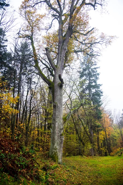 Золотая Осень Лесах Словакии — стоковое фото