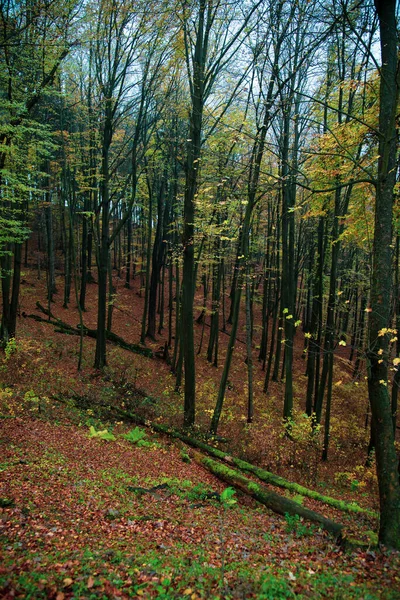 Золота Осінь Лісах Словаччини — стокове фото