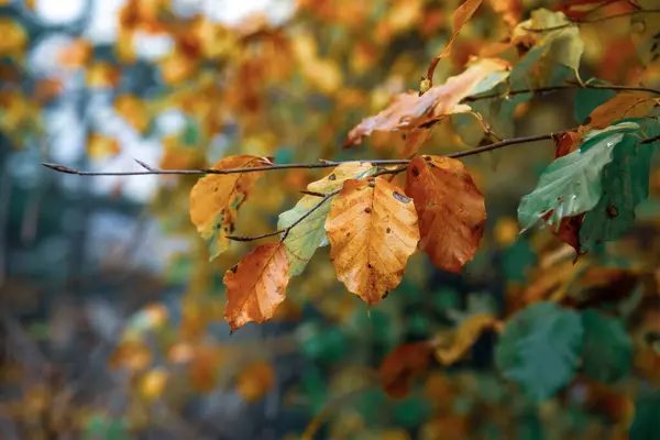 Otoño Oro Los Bosques Eslovaquia — Foto de Stock