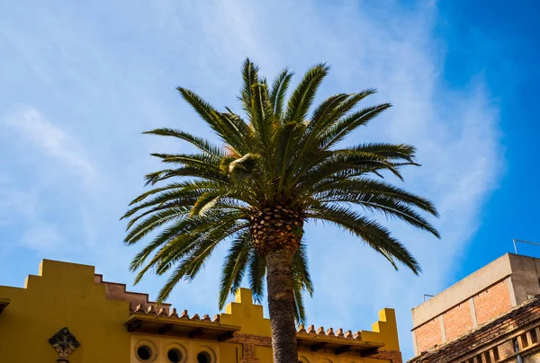 Building, palm trees and a sunny blue sky. Vilafranca del Penedes. Catalonia, Spain